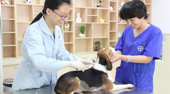 最新犬伤分级详解，理解、处理与预防指南