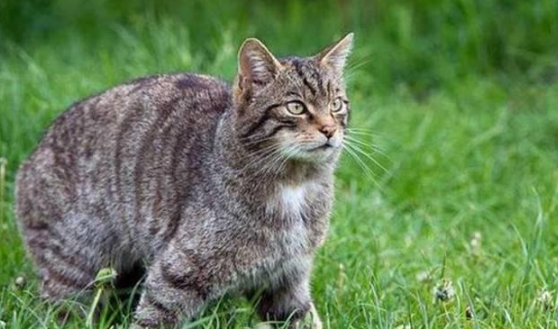 探索猫的神秘世界，最新猫科研究揭秘猫的秘密生活