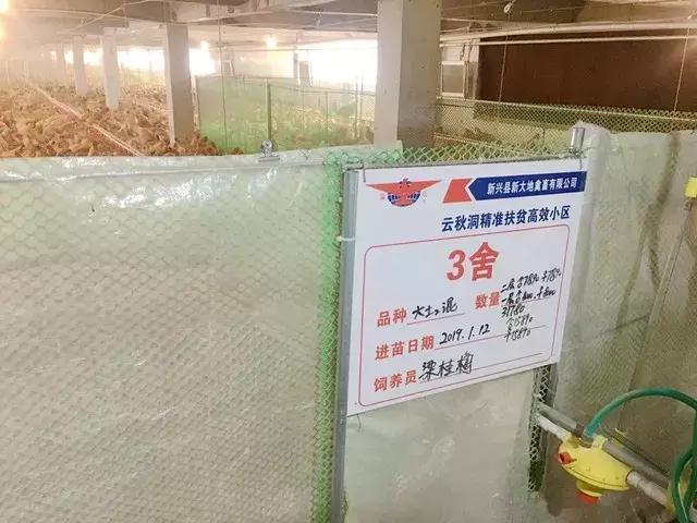 温氏最新鸡舍，现代养殖业的标杆典范