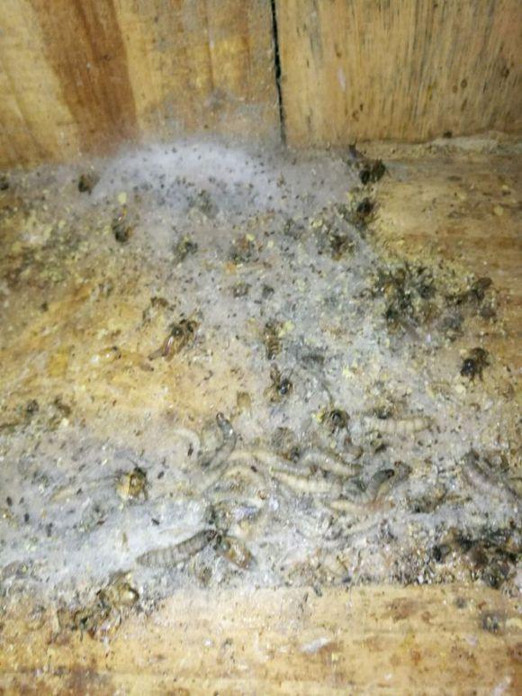 中蜂最新养殖技术与实践探索
