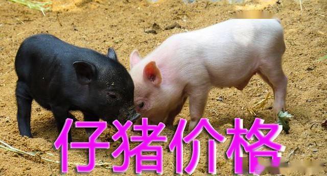 仔猪价格最新动态，市场走势分析与预测报告
