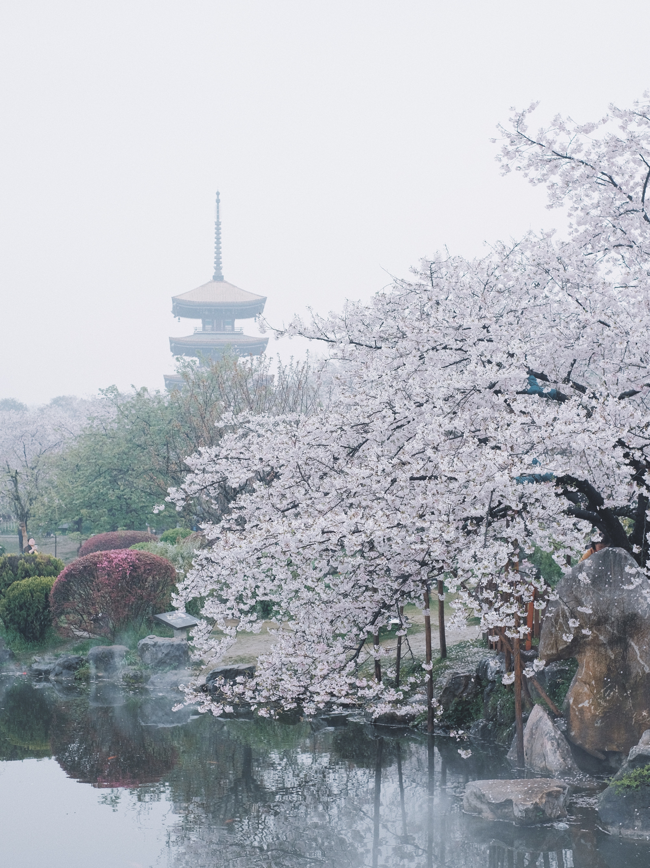 武汉东湖樱花盛开，春浪漫盛宴开启，最新绽放美景欣赏