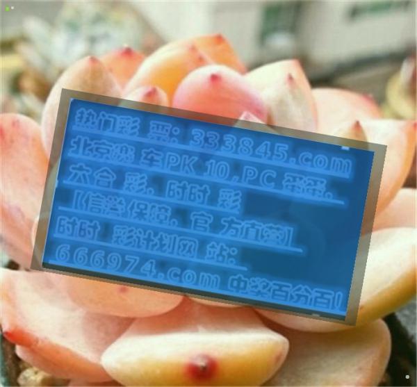 管家婆一码一肖资料大全水果，专业执行解答_XT79.85.69