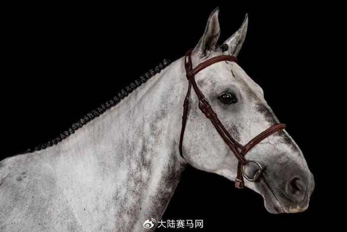 马会传真资料2024澳门，科学研究解释定义_顶级款66.64.49