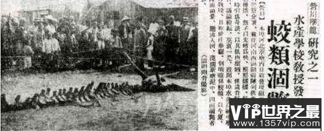 探寻神秘生物新动态，龙的最新新闻报道