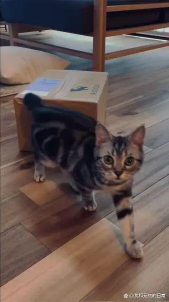 猫咪视频最新破解版，违法犯罪问题探讨与反思