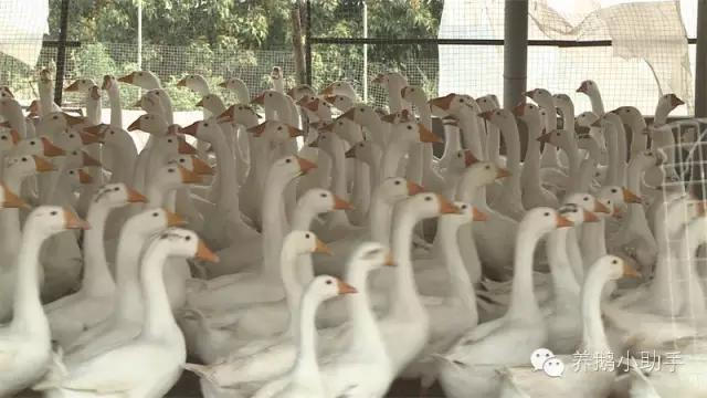 鹅最新价格分析与市场动态，市场走势深度解读