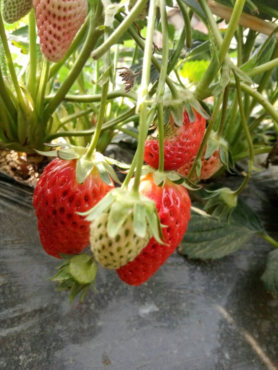探索未来草莓无限可能的最新品种！
