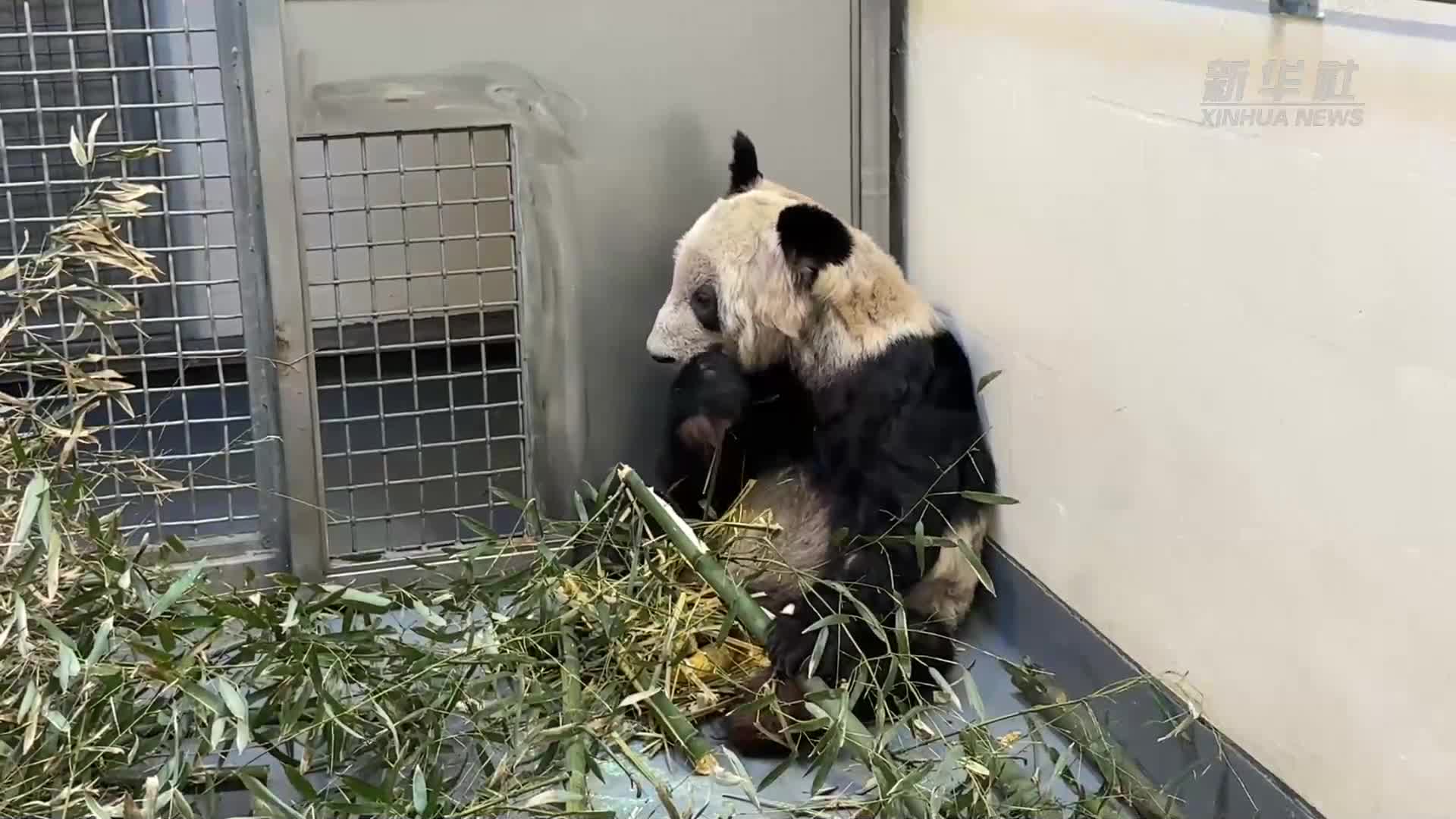 熊猫丫丫的最新动态，健康快乐地成长与生活
