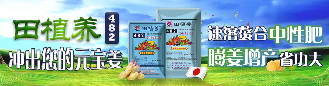 昌邑大姜最新价格,适用性策略设计_专业款23.56.22