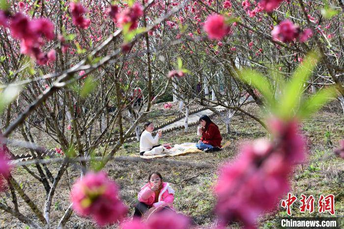 桃花族论坛最新网址,专家评估说明_AR版74.91.71