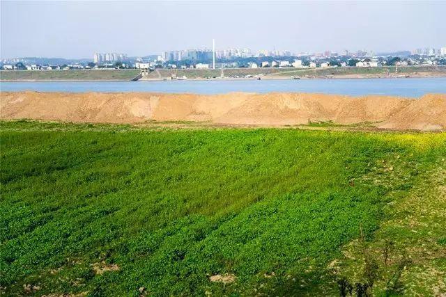 最新鹅洲岛,实时数据解释定义_36046.66.97