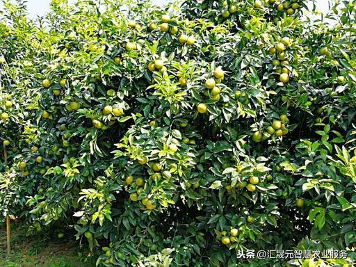 美糖最新行情,适用实施计划_1440p21.53.12