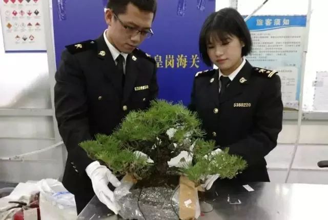 最新海关闯关,前沿研究解析_投资版69.94.26