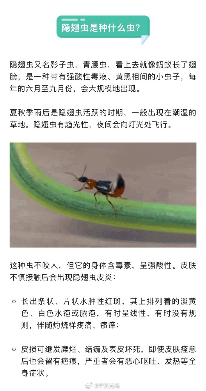 虫子最新新闻,实地考察分析_经典款49.92.90