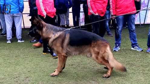 光辉犬舍最新种公,迅速响应问题解决_尊享款31.96.27