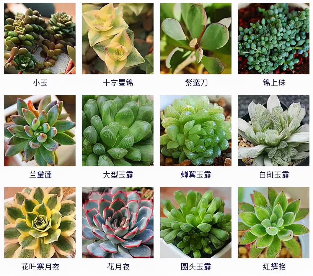 最新多肉植物图鉴大全,可靠数据解释定义_U78.42.37