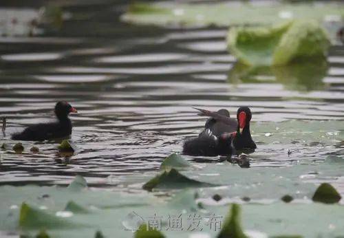最新夜抓黑水鸡视频,迅速落实计划解答_FHD18.74.60