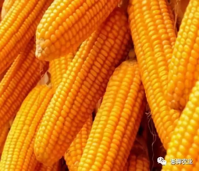 牡丹江玉米最新价格,实地考察数据执行_尊贵版16.32.58
