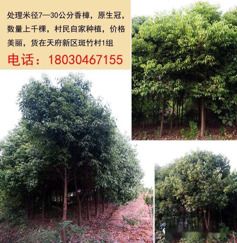凸轮分割器 第66页