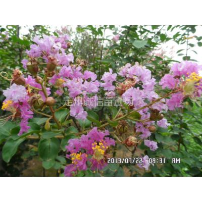 中华紫薇圣人最新消息,完善的机制评估_HT14.60.64