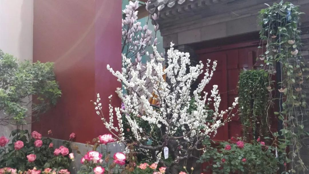 中华梅花协会最新动态,快速响应计划分析_BT40.50.10