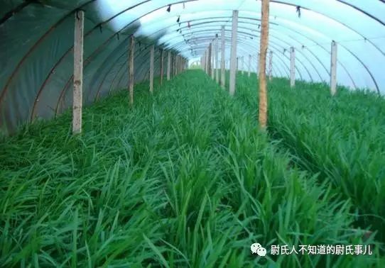 西安韭菜价格行情,实地应用验证数据_视频版97.64.25
