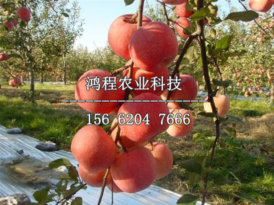 今天烟台苹果价格行情,定量分析解释定义_复古版94.32.55