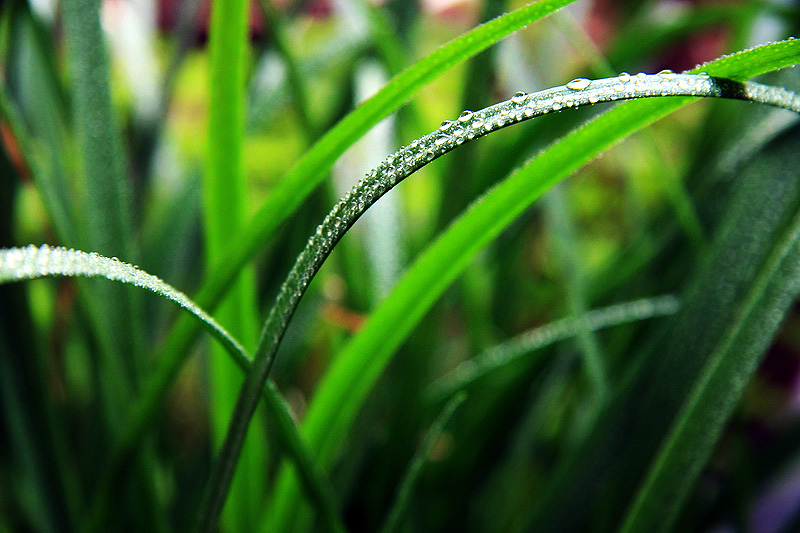 最新青青草