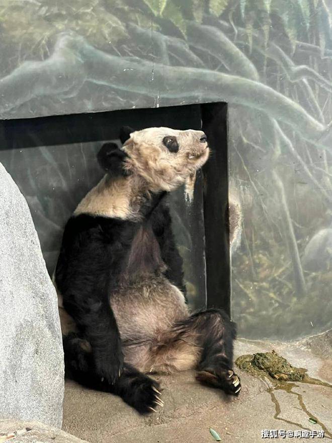 熊猫丫丫最新情况