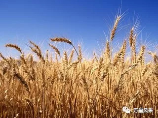 今日小麦价格最新消息