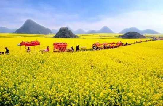 油菜花最新风采，绽放春天的魅力与独特韵味