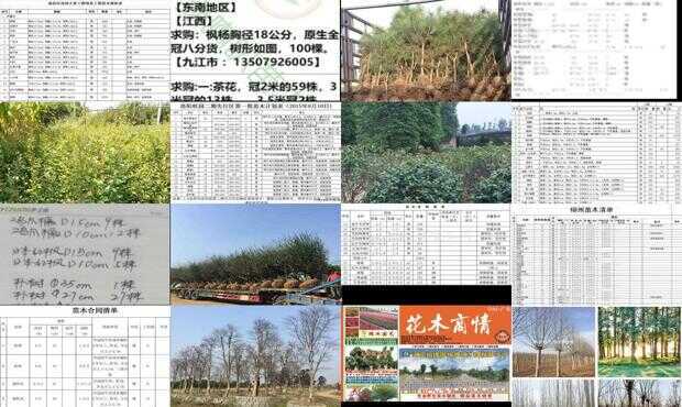 最新苗木求购消息及市场趋势深度解析