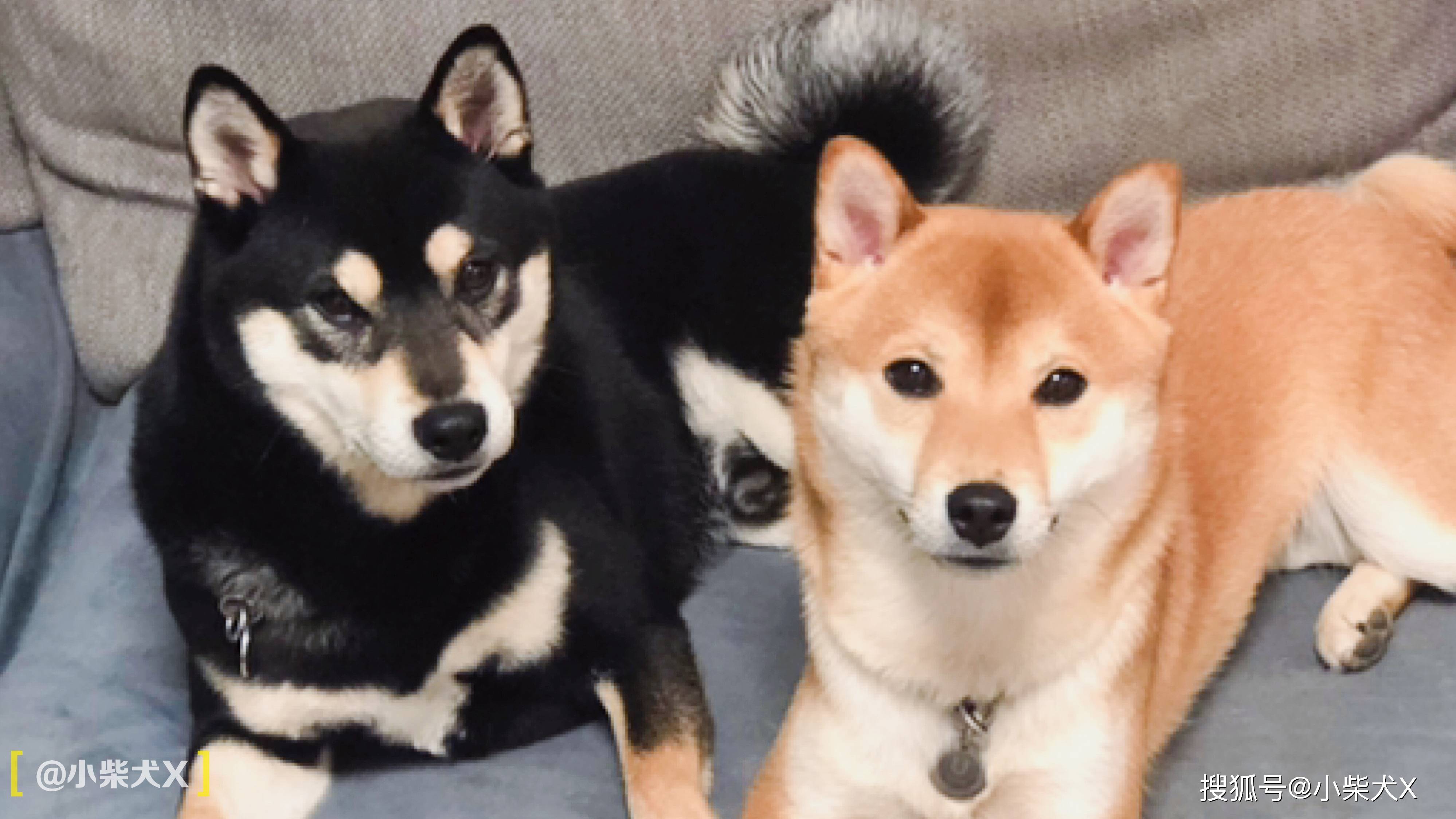 最新流行的犬,迅速设计执行方案_iPhone87.92.70