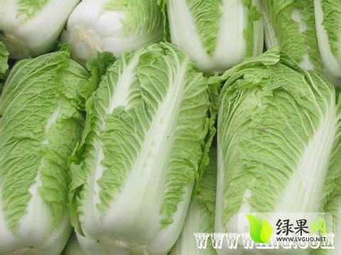 大白菜产地最新价格,实践性方案设计_WearOS24.63.73