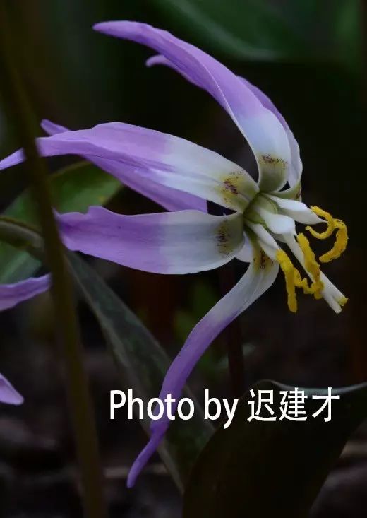 康乐亥牙最新花儿,深度调查解析说明_复刻款33.67.19